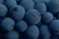 blueberries